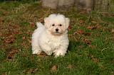 COTON DE TULEAR 013